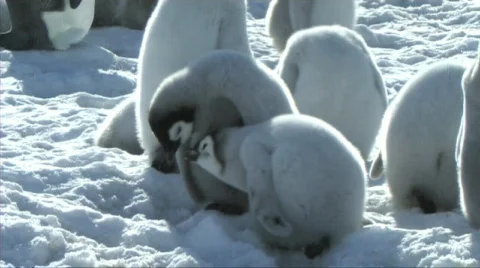 Emperor penguin chicks fighting Stock Footage 602966