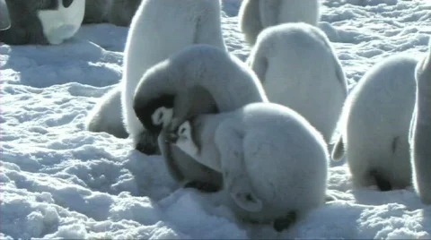 Emperor penguin chicks fighting Stock Footage 604086