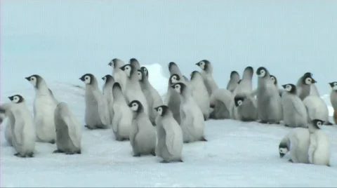 Emperor penguin chicks Video stock 602739