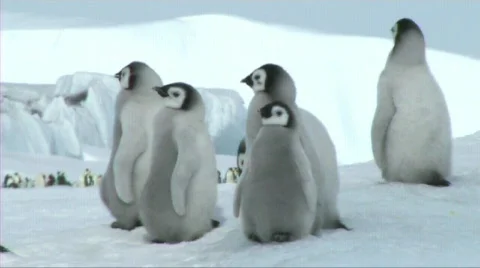 Emperor penguin chicks Stock Footage 602741