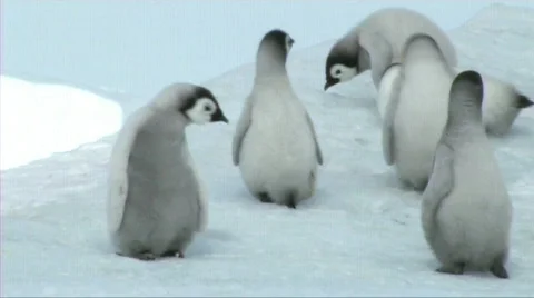 Emperor penguin chicks Stock Footage 602742