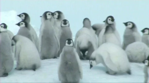 Emperor penguin chicks Stock Footage 602745
