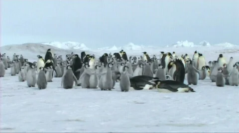 Emperor penguin chicks Stock Footage 602755