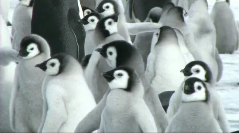Emperor penguin chicks Stock Footage 602756