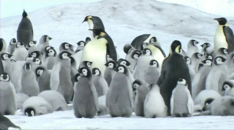 Emperor penguin chicks Stock Footage 602783