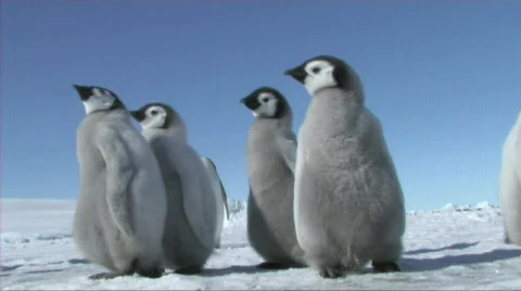 Emperor penguin chicks Video stock 603030