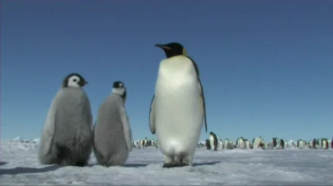 Emperor penguin chicks Stock Footage 603032
