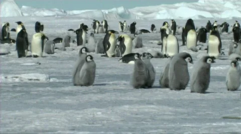 Emperor penguin chicks Stock Footage 603062