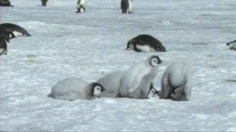 Emperor penguin chicks Stock Footage 603080