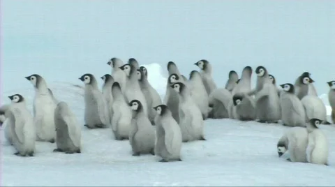 Emperor penguin chicks Stock Footage 603983