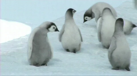 Emperor penguin chicks Stock Footage 603987