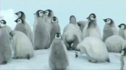 Emperor penguin chicks Stock Footage 603990