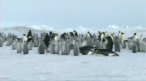 Emperor penguin chicks Stock Footage 603998