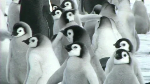 Emperor penguin chicks Stock Footage 603999