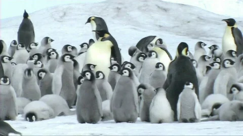Emperor penguin chicks Stock Footage 604010