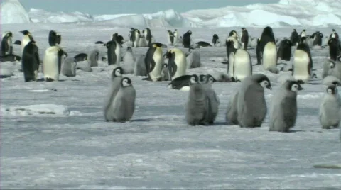 Emperor penguin chicks Stock Footage 604185