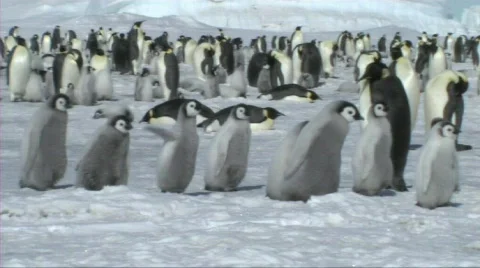 Emperor penguin chicks Video stock 604189