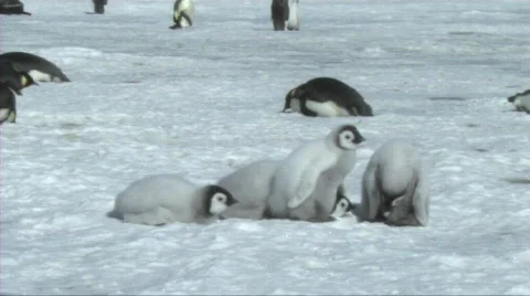 Emperor penguin chicks Stock Footage 604197