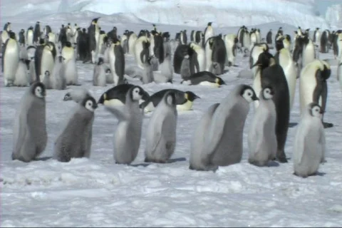 Emperor penguin chicks Stock Footage 612832