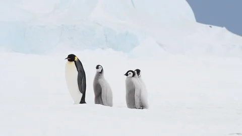 Emperor Penguin with chicks Stockbeeldmateriaal 100146073