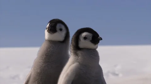 Emperor Penguin Chicks Stock Footage 104681704