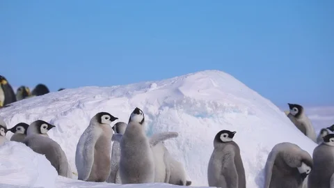 Emperor Penguin Chicks Stock Footage 104988072