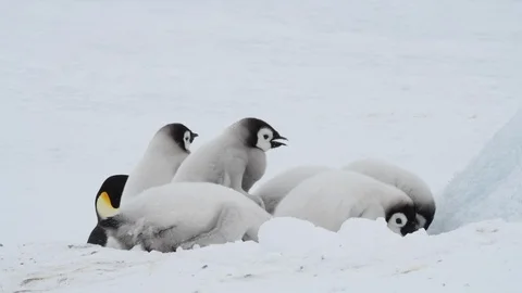 Emperor Penguin chicks on the ice Stock Footage 99076715