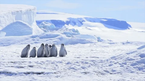 Emperor Penguin chicks on the ice Stock Footage 100234124
