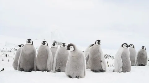 Emperor Penguin chicks on the ice Stock Footage 100261762