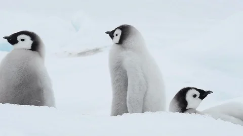 Emperor Penguin chicks on the ice Stock Footage 100262292