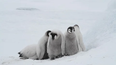 Emperor Penguin chicks on the ice Stock Footage 100264460