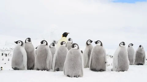 Emperor Penguin chicks on the ice Stock Footage 100393297