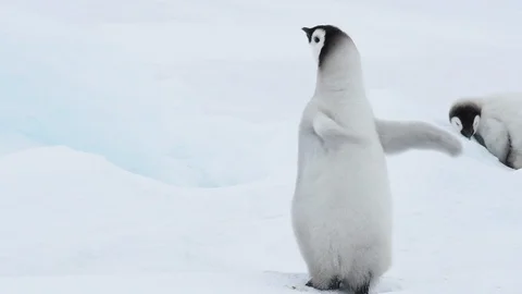 Emperor Penguin chicks on the ice Stock Footage 100393569