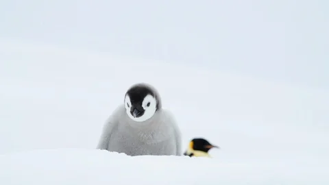Emperor Penguin chicks on the ice Stock Footage 100393787