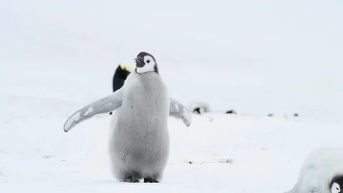 Emperor Penguin chicks on the ice Stock Footage 100393998