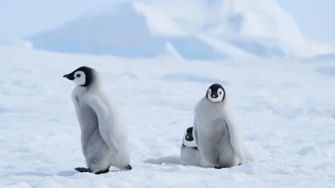 Emperor Penguin chicks on the ice Stock Footage 100399897