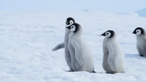 Emperor Penguin chicks on the ice Stock Footage 100400236