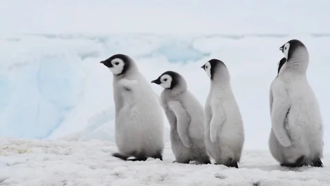Emperor Penguin chicks on the ice Stock Footage 100401837