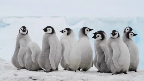Emperor Penguin chicks on the ice Stock Footage 100402173