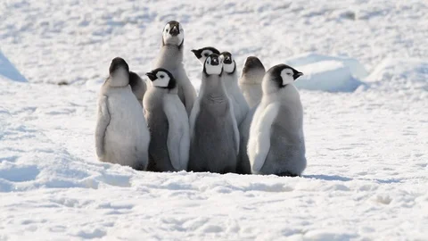 Emperor Penguin chicks on the ice Stock Footage 100403736
