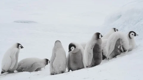 Emperor Penguin chicks on the ice Stock Footage 100673962