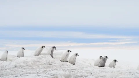 Emperor Penguin chicks on the ice Stockbeeldmateriaal 100674974