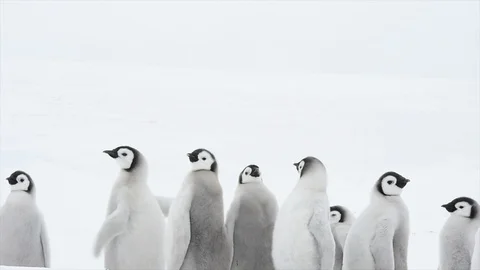 Emperor Penguin chicks on the ice Stock Footage 100703544