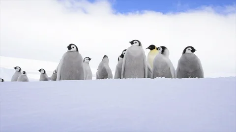 Emperor Penguin chicks on the ice Stock Footage 100703644