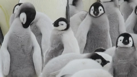 Emperor Penguin chicks on the ice Stock Footage 100703737