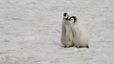 Emperor Penguin chicks on the ice Stock Footage 100703821
