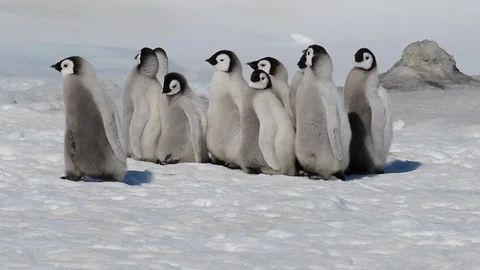 Emperor Penguin chicks on the ice Stock Footage 100704396