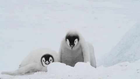 Emperor Penguin chicks on the ice Stock Footage 100704428
