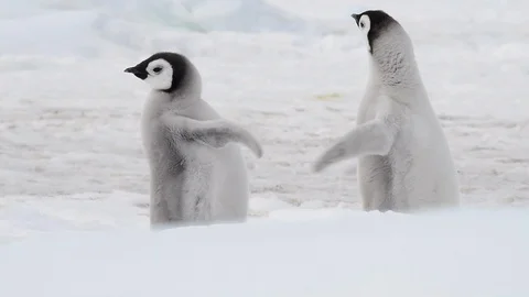 Emperor Penguin chicks on the ice Stock Footage 100917422