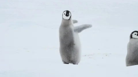 Emperor Penguin chicks on the ice Stock Footage 100963605